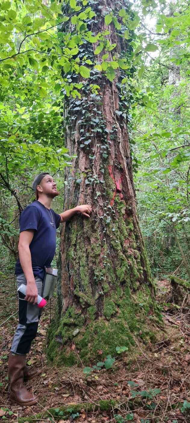 Estimation d’un gros résineux marqué, au pied de l’arbre