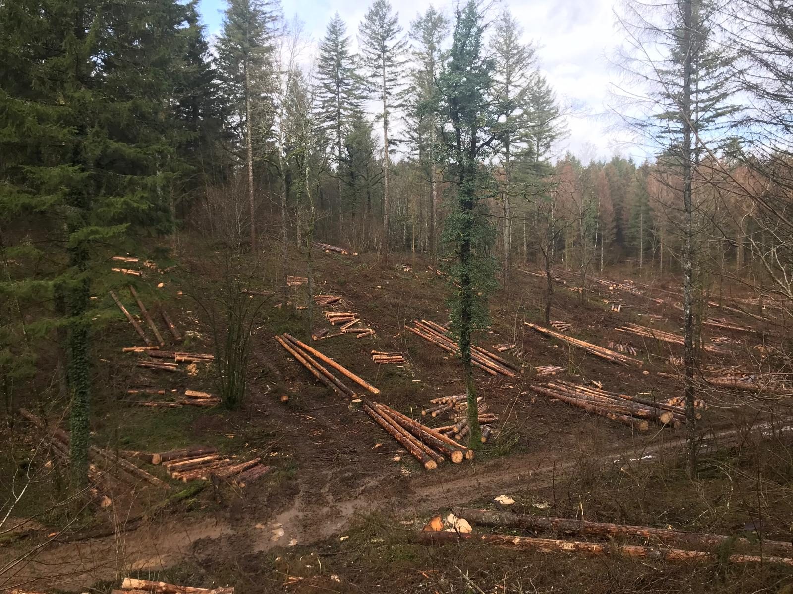 Parcelle en cours d'exploitation dans le Châtillonnais, billes de bois au sol entre les arbres conservés